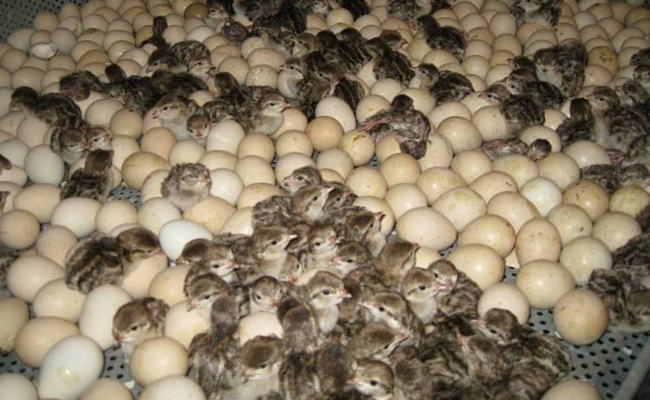 پرورش کبک
