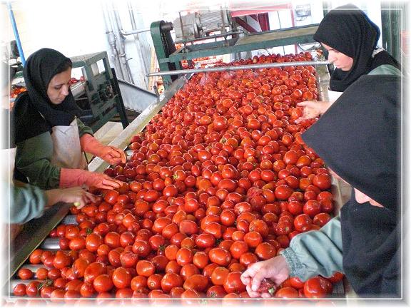 فرآیند تولید رب گوجه فرنگی