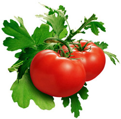 فرآیند تولید رب گوجه فرنگی