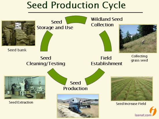 فرآیند تولید بذر